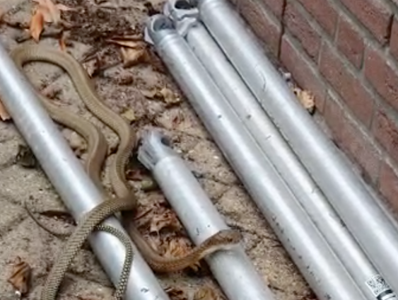 Dennis Verweij vond een koningscobra bij zijn sportschool