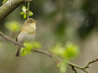 Cursus Vogelzang: fitis