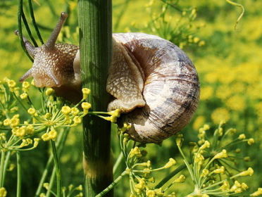 Slakken in de zomer