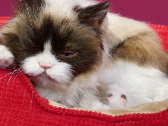 De populariteit van kattenfilmpjes