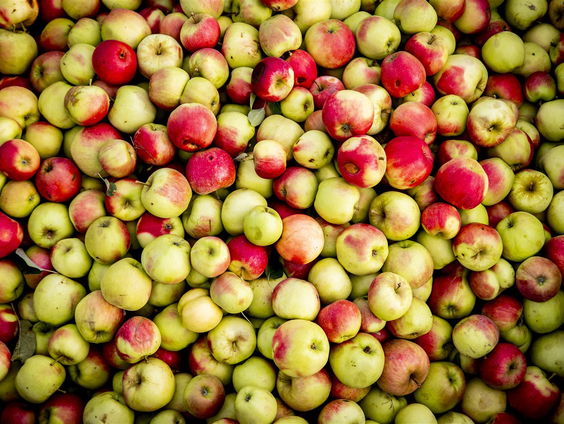 Brengt de nachtvorst de fruitoogst in gevaar?