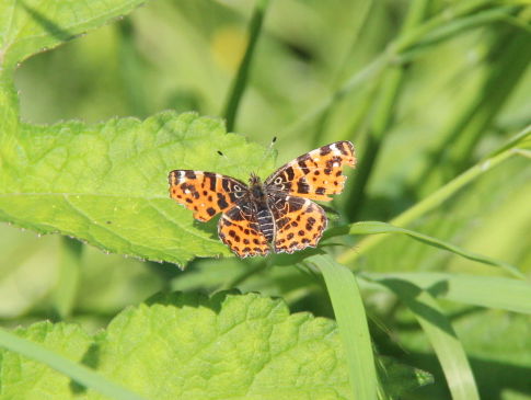 Is het totale aantal insecten echt aan het instorten?