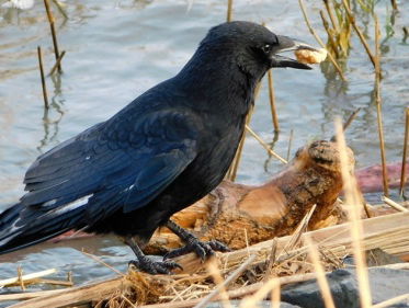 Portret kraaiengezin: onder vaders vleugels