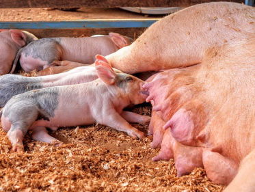 Nederland op de vingers getikt om staartknippen