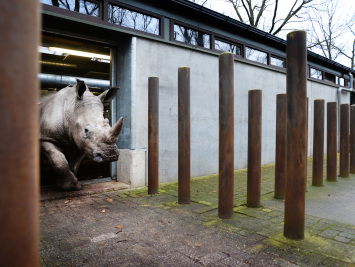 Neushoorn in dierentuin geslacht om hoorn