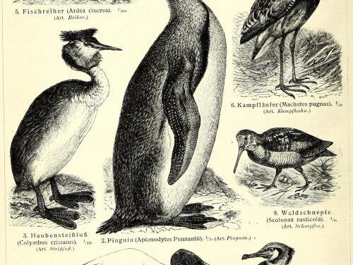Prehistorische pinguïn