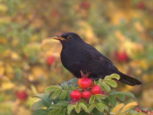 De merel van Hay Wijnhoven
