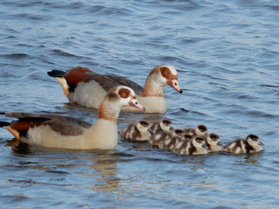 20 jaar onderzoek naar nijlganzen