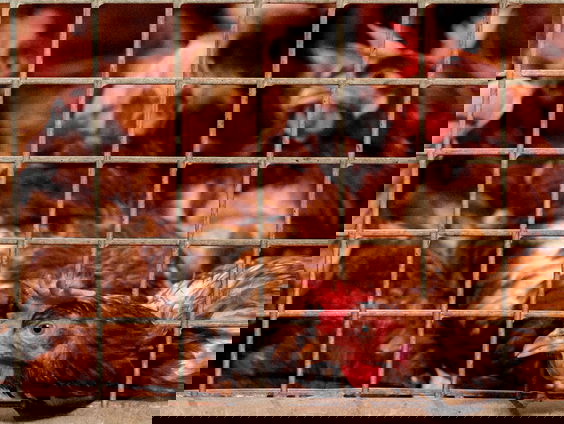 Is Barneveld nog houdbaar als kippenhoofdstad?