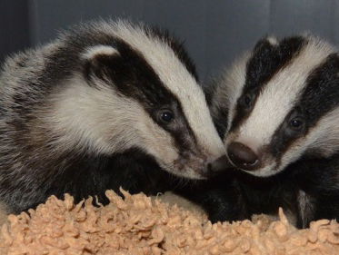 Hulp gevraagd bij dassenbescherming