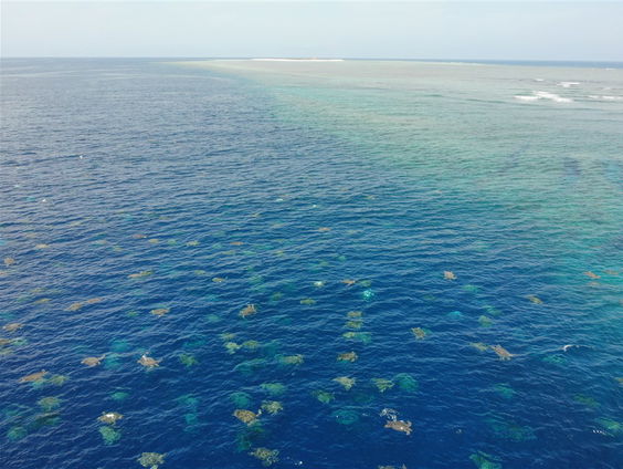 De grootste kolonie zeeschildpadden ontdekt: hoe gaat het met de zeeschildpad?