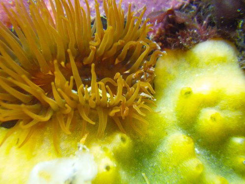 Ligt de oplossing voor kanker al 700 miljoen jaar onder water?