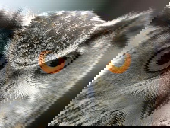 Boswachter Mathiska Lont verzamelt braakballen