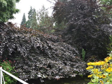 Krulbeuk is de weg kwijt