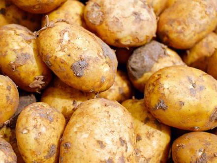 Met de poten in de klei