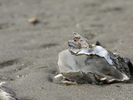 De Weddenschap - Opening van het oesterseizoen