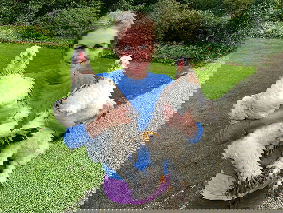 Hanne Tersmette en haar huiskippen