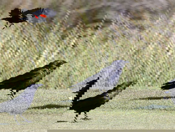 Kraaien trainen om zwerfaval op te ruimen met de hulp van hondenbrokjes