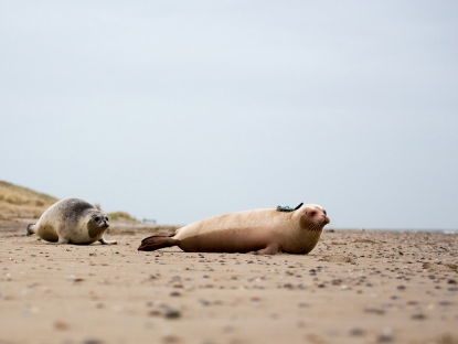 Ecomare geotrackt albino-zeehond