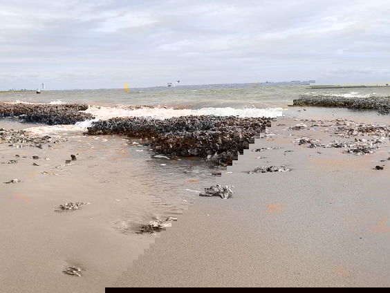 Milieuschandaal in de Westerschelde