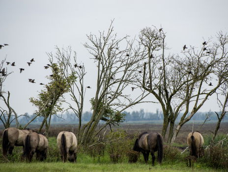 Radar houdt vogels in de Oostvaardersplassen in de gaten