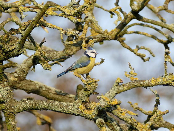 Tips en tricks voor de tuinvogeltelling