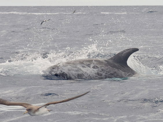 Dolfinarium mag dolfijnen verkopen aan Chinees Pretpark