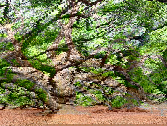 Veeneiken vertellen geschiedenis Naardermeer