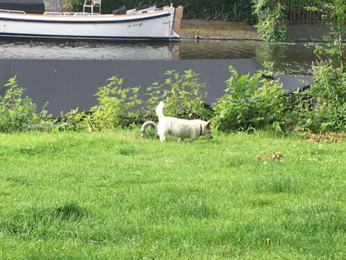 Opa's en Oma's Passen Op Een Huisdier