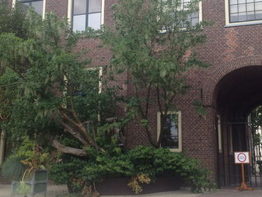 Hortus: goudenregen in Leiden