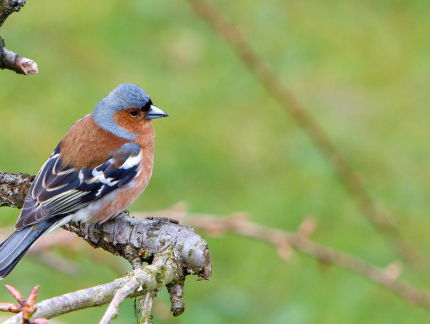 Thuisfluiters met Karsten Kroon