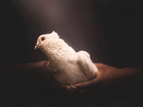 Hoe sticht je vrede in een gewapend conflict?