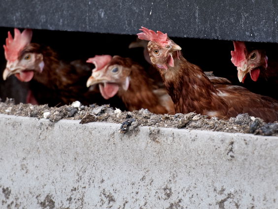 Ophokplicht voor pluimveebedrijven vanwege vogelgriep