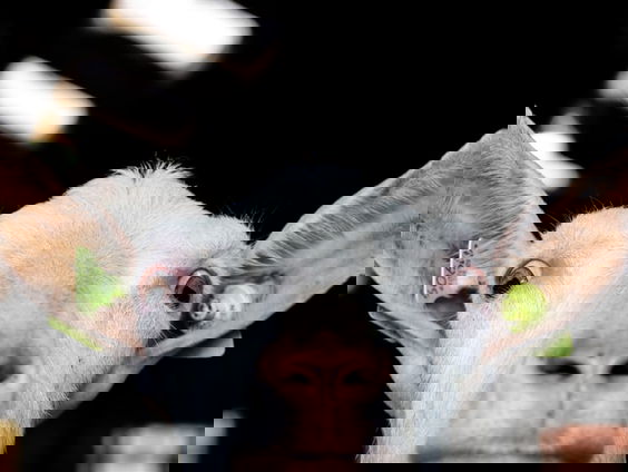 De populariteit van de geit