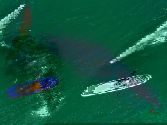 De ijswalvis en de Nederlandse ereschuld