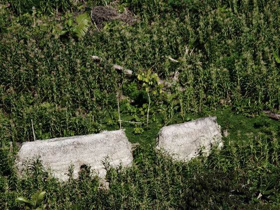 5 vragen over ontbossing in het Amazone-gebied