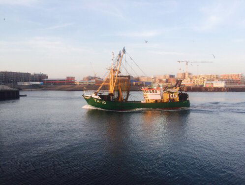 Beperking pulskorvisserij: 'Dit betekent ons einde'