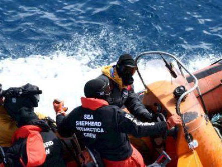 Japan betrapt op walvisjacht