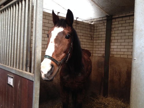 26 jaar strijd om een paard