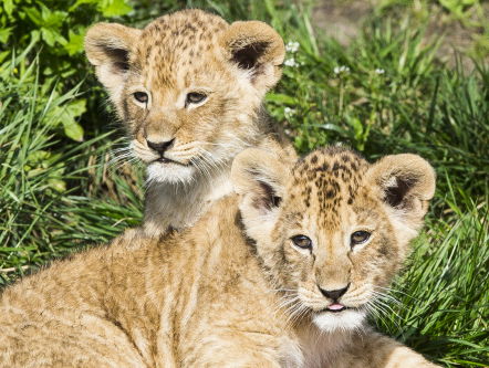Backstage in de dierentuin nu die dicht is