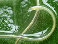 Eerherstel voor ‘de parasiet’