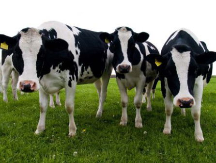 Boeren en burgers begrijpen elkaar niet