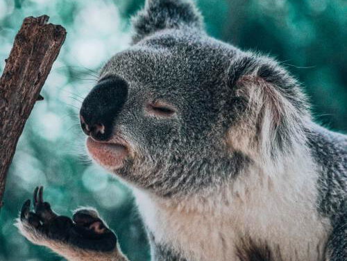 Na bosbranden teistert nu ook het coronavirus Australië