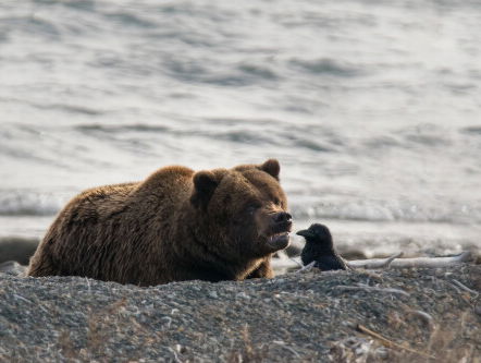 Jagen op de grizzly beren in Alaska mag weer