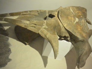 Natuurmuseum Brabant: Holotype van een walvis