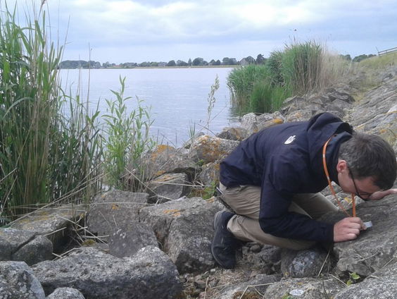 Korstmos op de schop