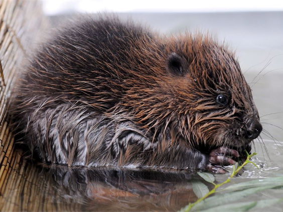 Goed nieuws voor de bever!
