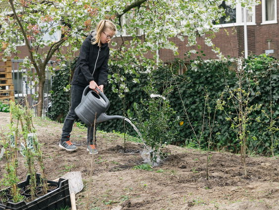 Je kan gewoon een eigen 'tiny forest' in je tuin beginnen!