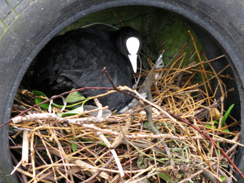 'Meerkoeten kunnen er niet genoeg zijn'