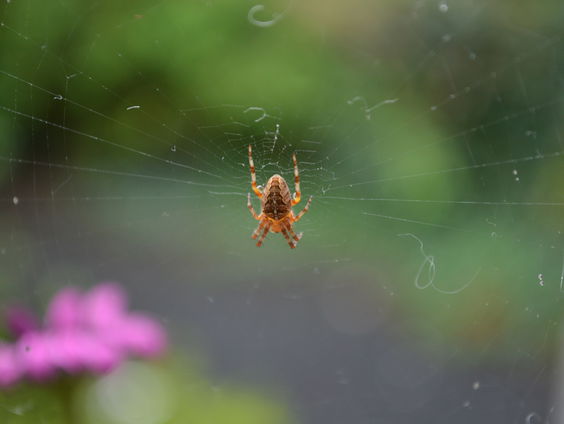 Creepy achtpotige vrienden